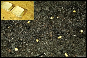chilli seeding, chilli predpestovanie