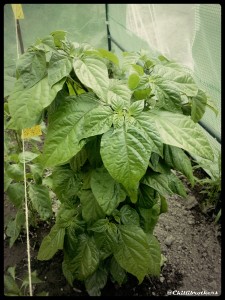 Bhut Jolokia, Ghost pepper, indické chilli