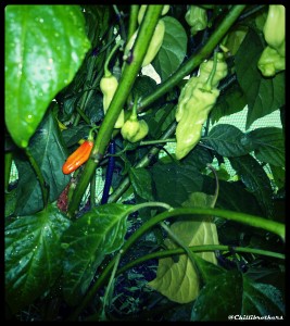 Ghost pepper, hottest chilli