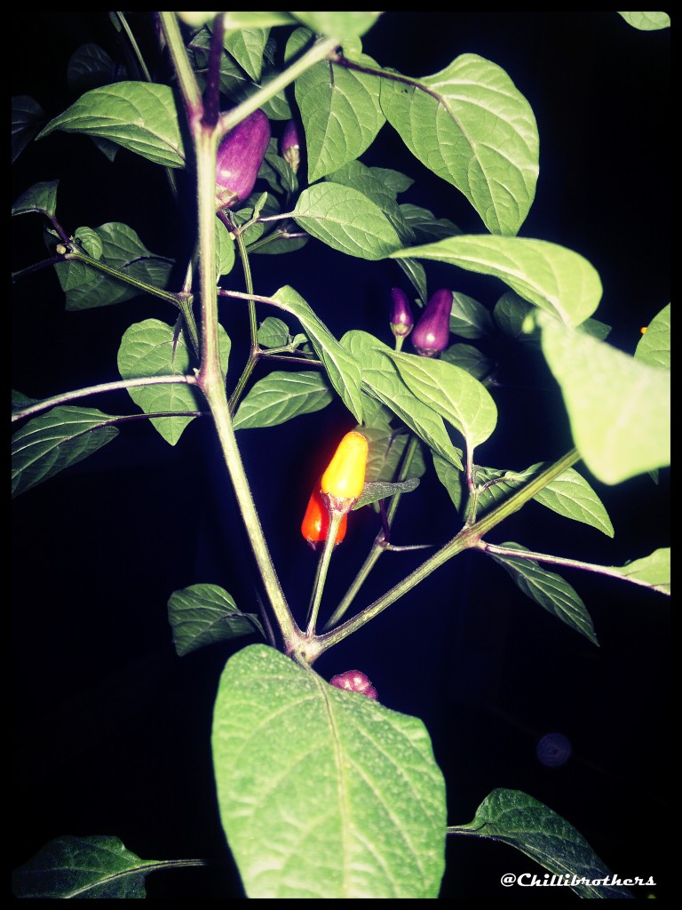 rainbow chilli, beautiful chilli