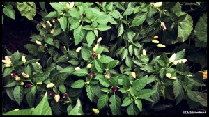 pequin chilli, purple chilli,