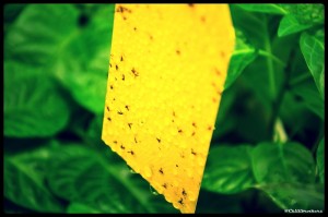 žlté lapače, škodlivý hmyz