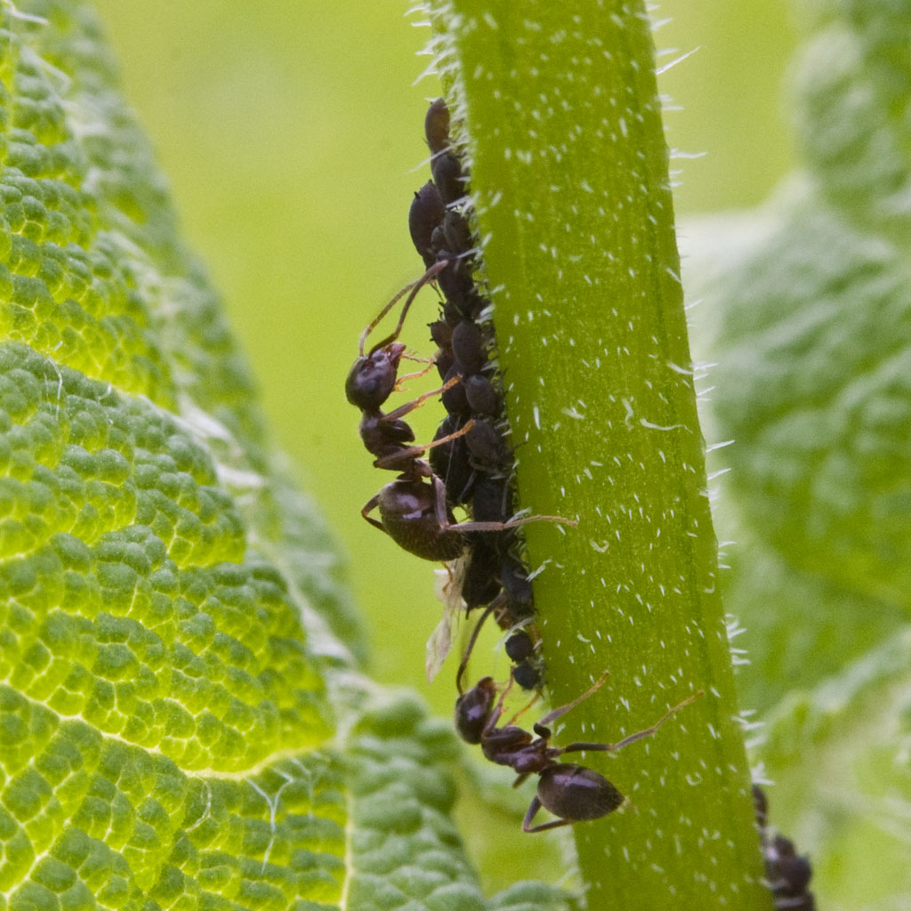 Mravce sa príkladne stará o svojho symbiotického partnera