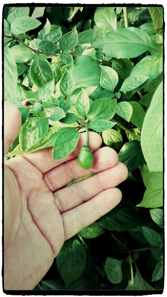 Capsicum pubescens