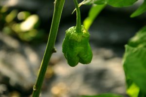 7 pot, bubblegum, chilli