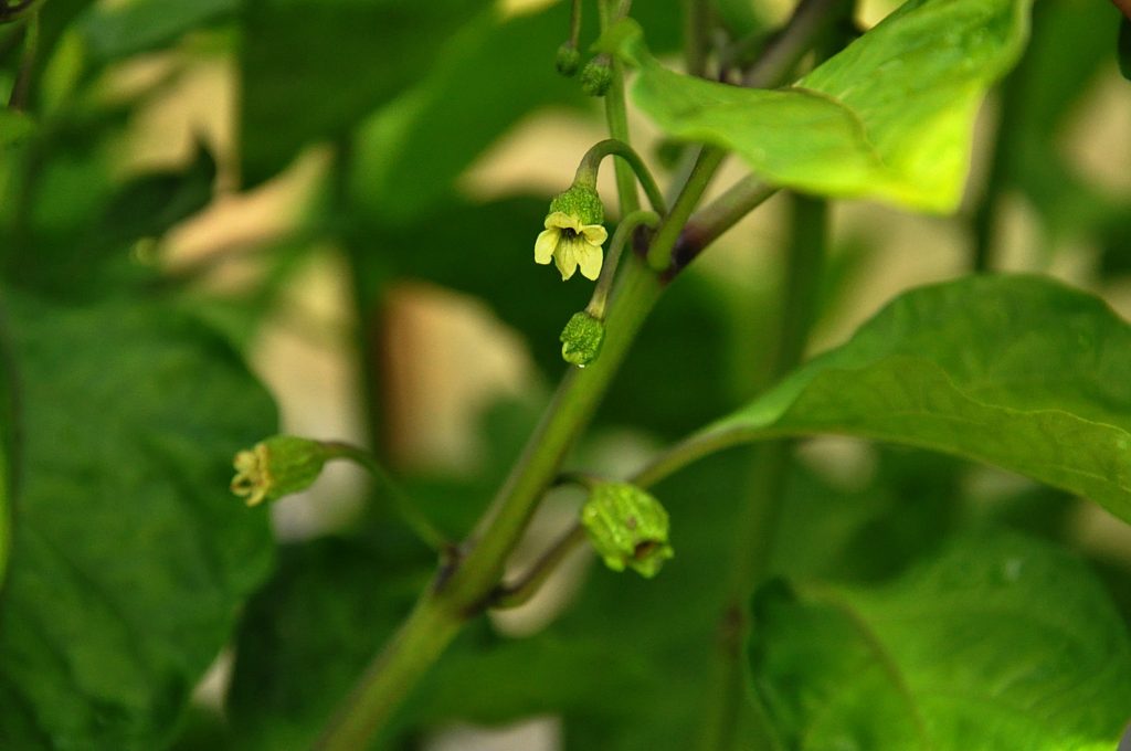 7 pot, bubblegum, chilli