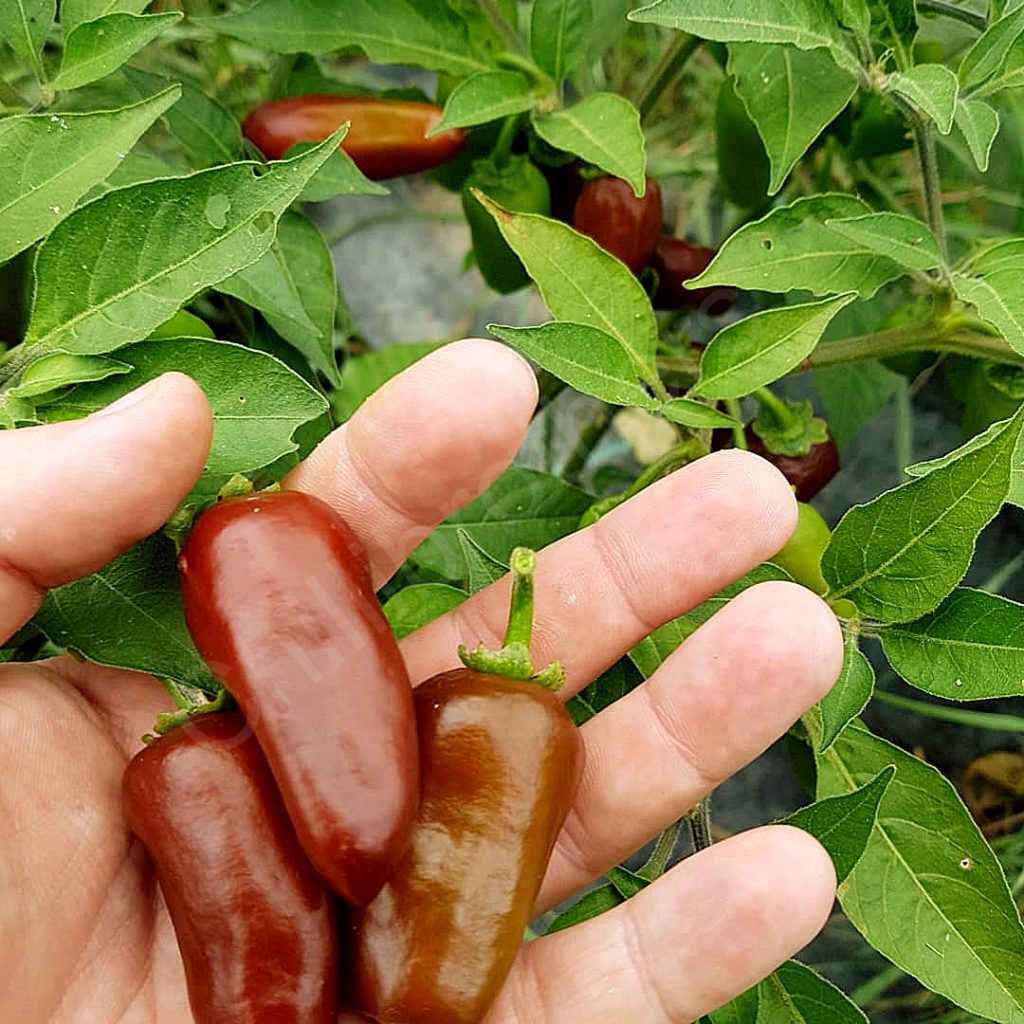 chilli, brown egg, gardening,