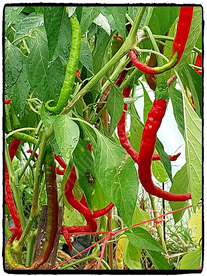 elephant trunk, longest chilli