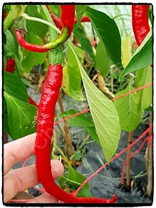 longest chilli, baraní roh, chilli